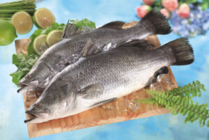 barramundi 1