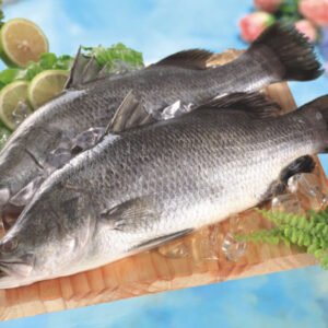 barramundi 1