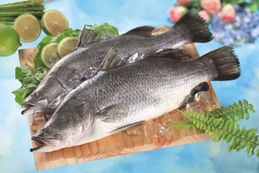 BARRAMUNDI