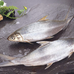 milkfish 1