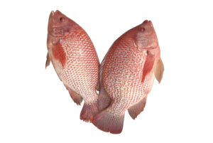 red tilapia