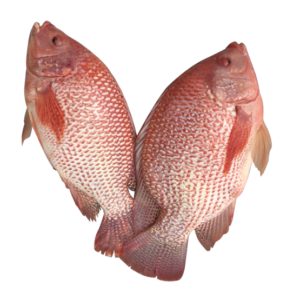 red tilapia