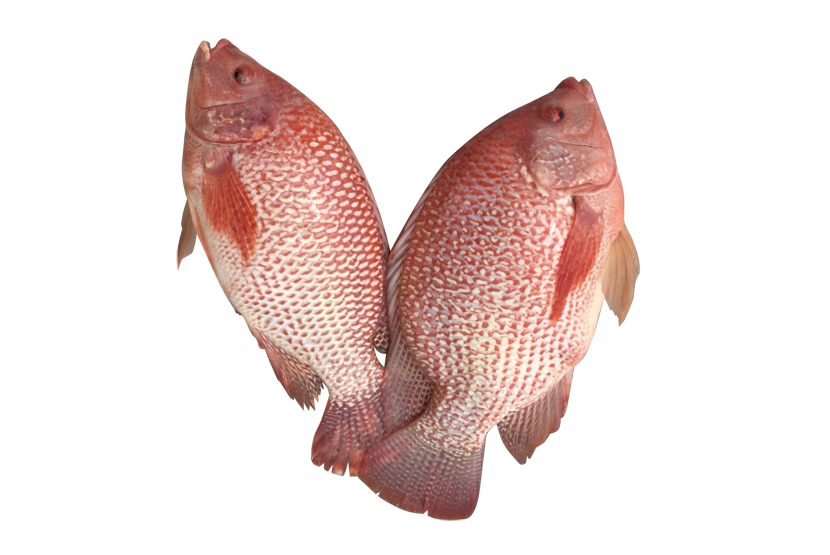 RED TILAPIA