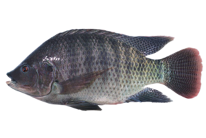 tilapia 1