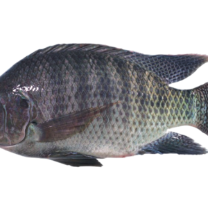 tilapia 1