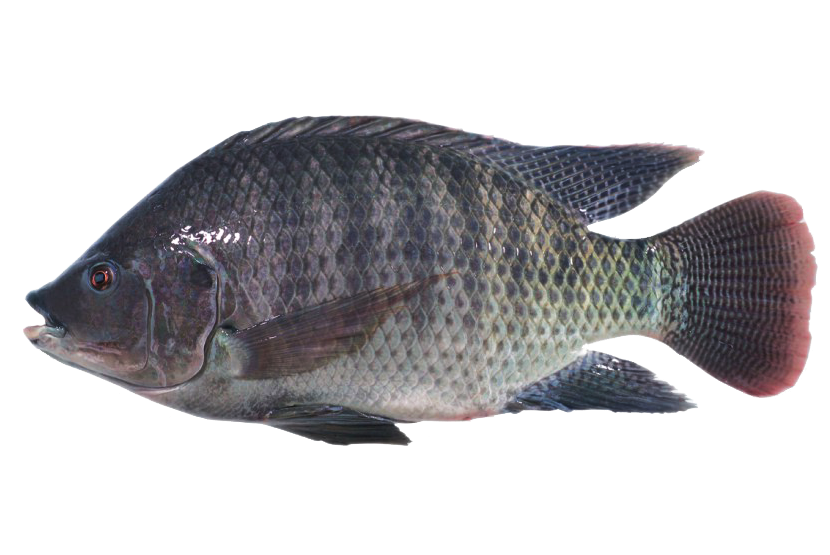 TILAPIA 1